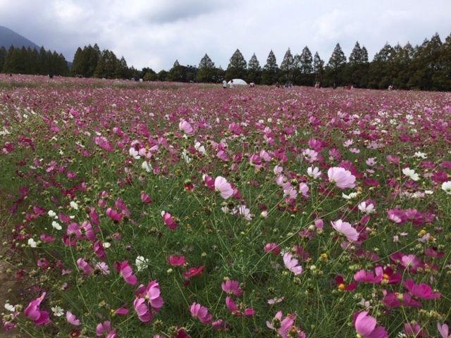 生駒高原のコスモス（秋桜）